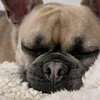 barnabybear69