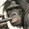 mistermonkey007