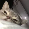 zynnsyaz