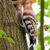 cawilcartan