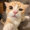lousieesyif_486