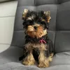 tiny.yorkie.specs