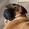 dyzioo420