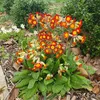 snowdropandhoneysuckle