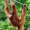 owentheorangutan
