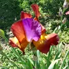 irinka_9716