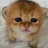 meowmeowkitten12345