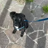 il_lollo_1