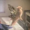 i_l0v3.cats0
