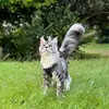 gravityo_fox