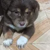 secretarynidoge