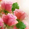 user9708774340141