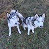 centralfloridahuskybutts