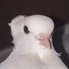 jolinkons