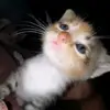 hhhlaila