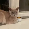 burmeseboi