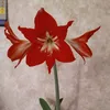 _reeall_