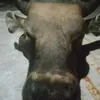khoirulfahmilubis2