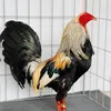Hồ Câu Cá Lóc Bông Bình Dương