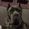 canecorsostormi