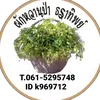 thathong61403