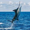 clashoffishing