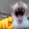nonamebutvn