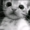 milka_star2012