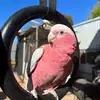 ratj5