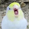 _elouaan_