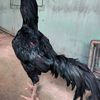 kandangburitan