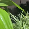 qumedaadshe1