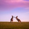 kangaroo2016