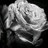 tears.of.roses74