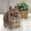 The Rabbit
