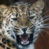 www.tiktok.comarbaaz