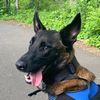 malinoisdug