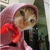 kucing jiran