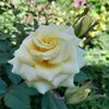 jenniferhernand653