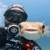 mekgueigr0sso
