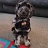 tracyvdaley