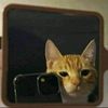 catwhitte1