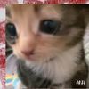 meow_cute52
