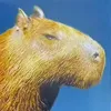 shidqiaep