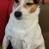 annaparadiso00