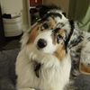 rixietheaussie