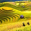 nguyenbatienhl