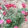 lp.hoang987201