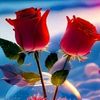 rose74711