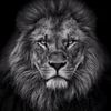 _aliyeff_officall_